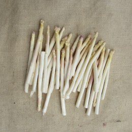 Asperges fines