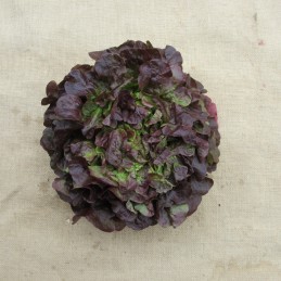 Feuille de chêne rouge
