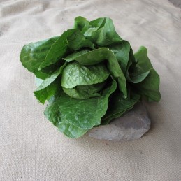 Romaine