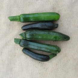 Premières courgettes