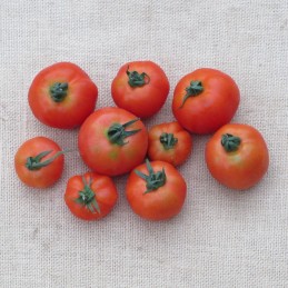 Tomates rondes