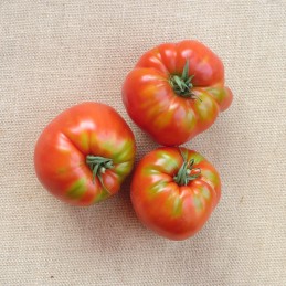Tomates Coeur de boeuf