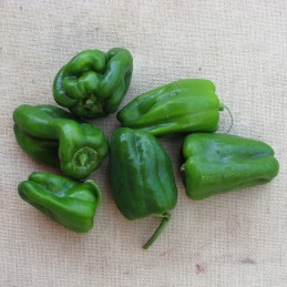 Poivrons verts