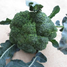 Chou brocoli