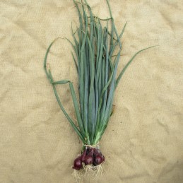 Oignons rouges avec feuilles