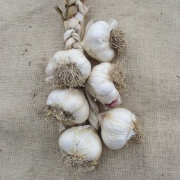 Tresse de 6 têtes d'ail rose