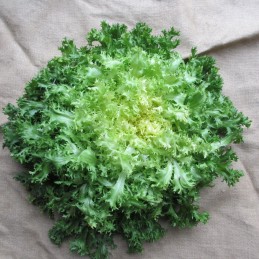 Frisée