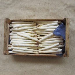 Asperges blanches vrac 5kg