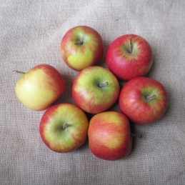 Pommes Elstar