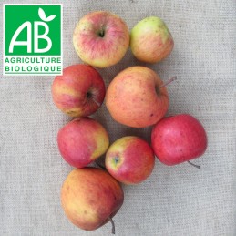 Pommes Pinova Bio