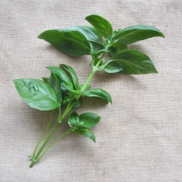 Basilic 1 brin