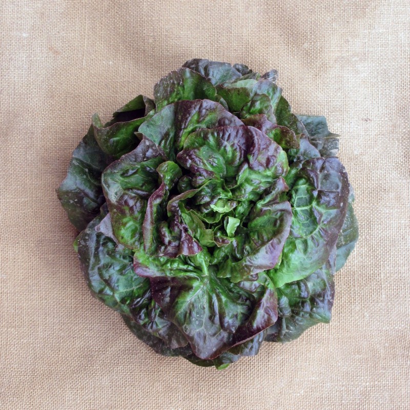 Rougette