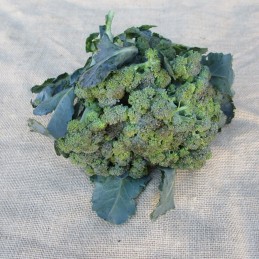 Brocoli déclassé