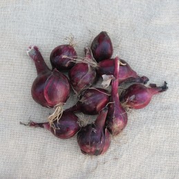 Oignons rouges nouveaux