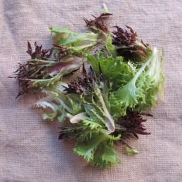 Mesclun de Salanova®