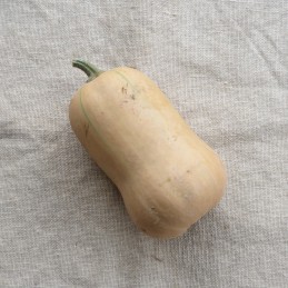 Butternut