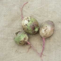Rutabaga