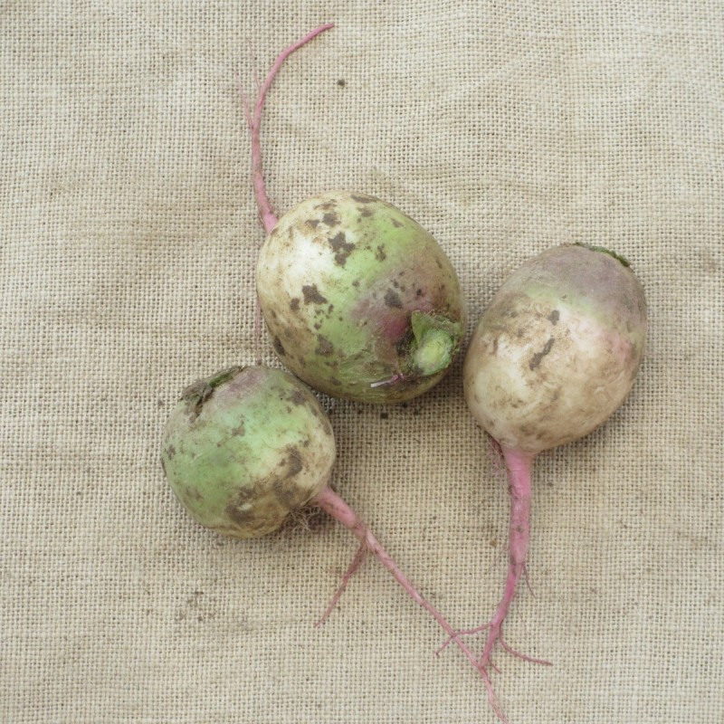 Rutabaga