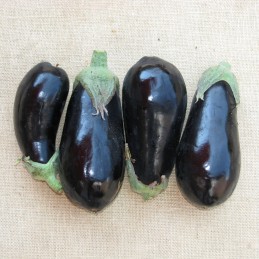 5kg Aubergines