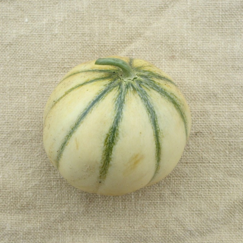Melon