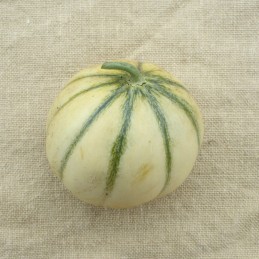 Melon