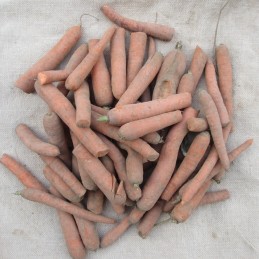 Carottes fines, cassées ou...