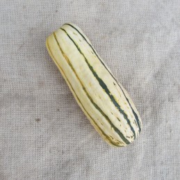 Courge Delicata