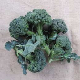 Petit Brocoli