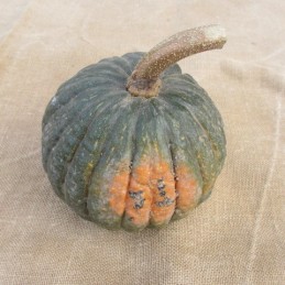 Courge Shiatsu