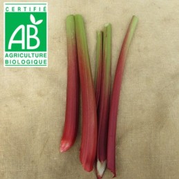 Rhubarbe BIO