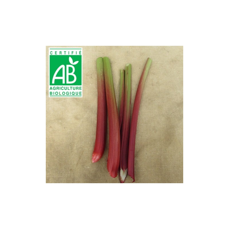Rhubarbe BIO