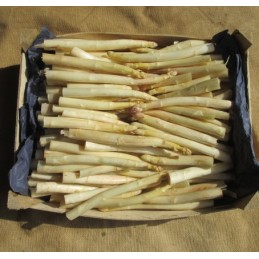 Asperges fines 5kg