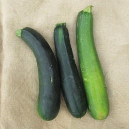 3 Courgettes à farcir