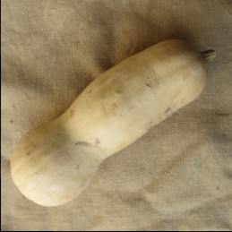 Grosse Butternut