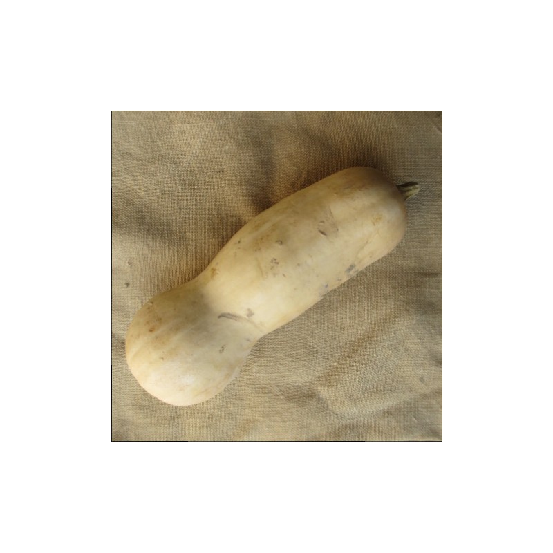 Grosse Butternut Grosse Butternut