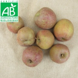 Pommes Boskoop BIO