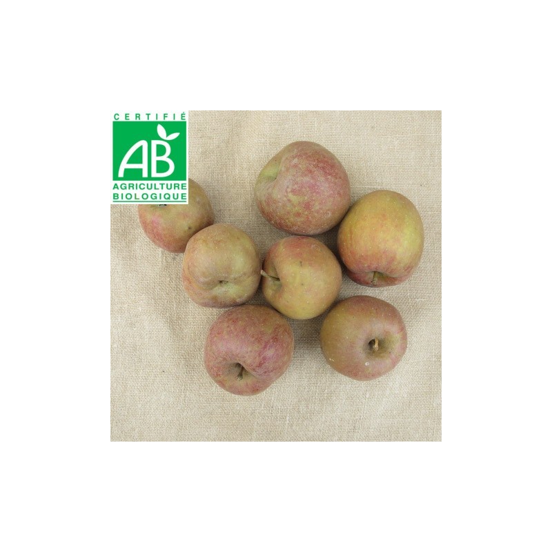 Pommes Boskoop BIO Pommes Boskoop BIO
