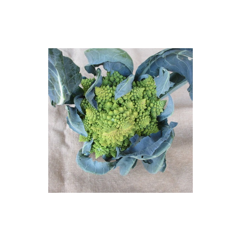 chou romanesco chou romanesco