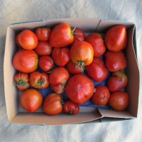 Tomates
