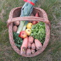 Compositions de fruits et légumes.