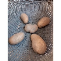 Pommes de terre des Jardins de Sacy